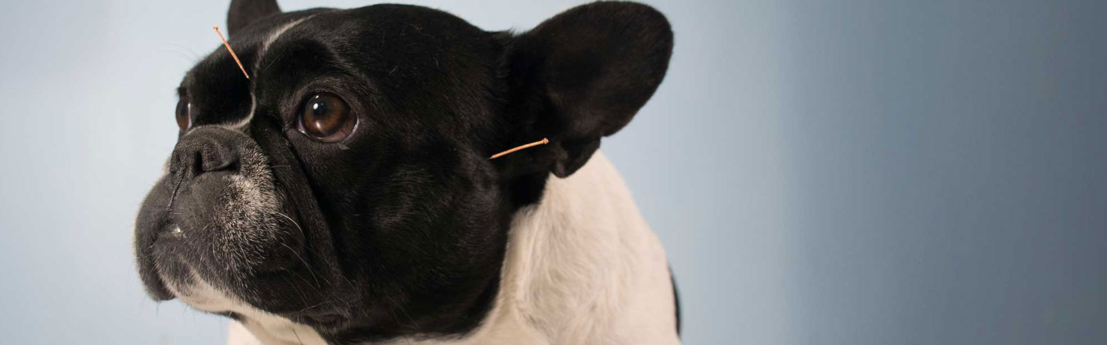 Veterinary Acupuncture Escondido, CA Companion Animal Health