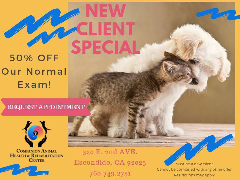 new_client_special_Companion-1