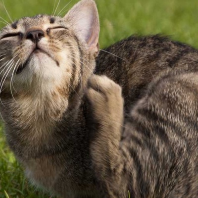 common-causes-of-itchiness-in-pets-banner