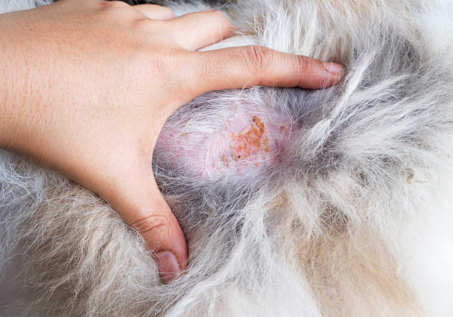 A hand parts fur to reveal a skin lesion on an animal.