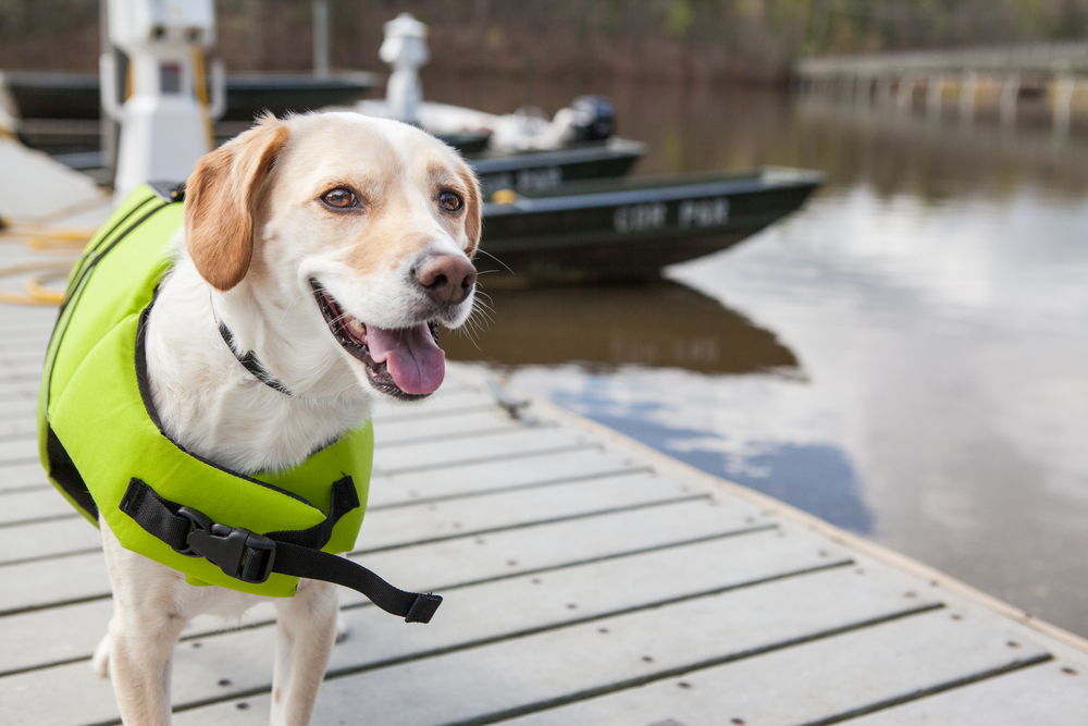 Human life jacket on sales dog