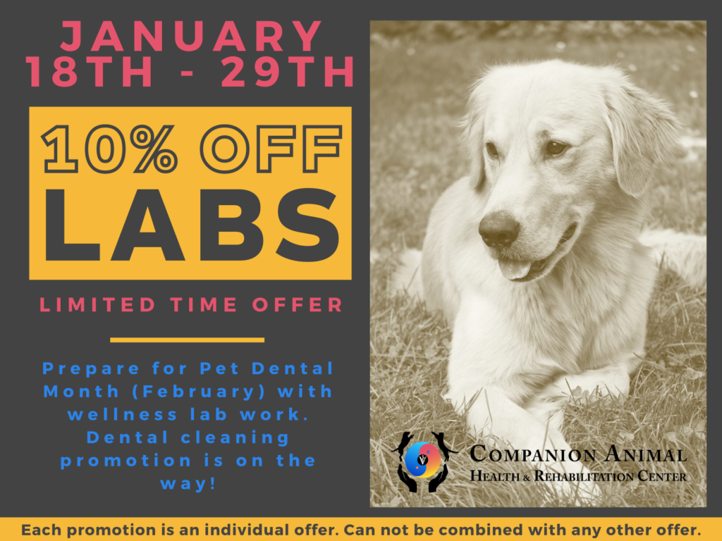 Companion Lab Work Promotion. Prepare for pet dental health month