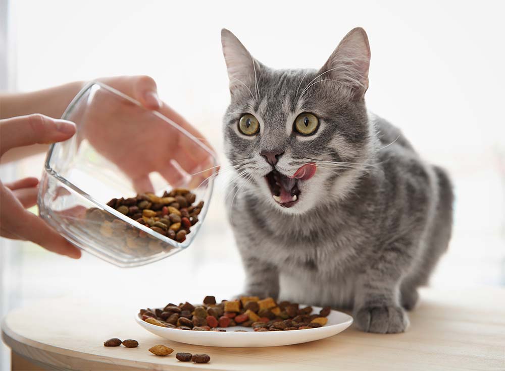 healthy-foods-cats-love