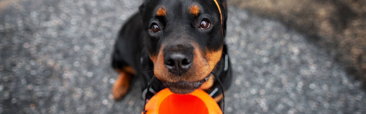 fright-month-5-tips-for-keeping-your-pet-safe-this-halloween-banner