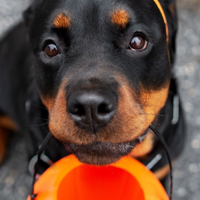 fright-month-5-tips-for-keeping-your-pet-safe-this-halloween-banner