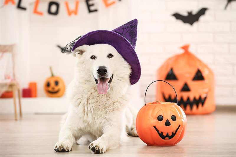 fright-month-5-tips-for-keeping-your-pet-safe-this-halloween-strip1