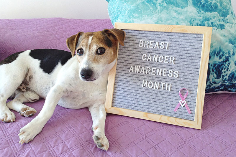 early-cancer-detection-for-dogs-ask-about-our-november-special-strip4
