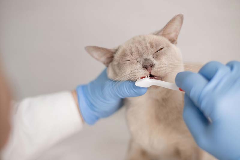 dental-health-month-all-about-your-pets-next-dental-check-up-strip1