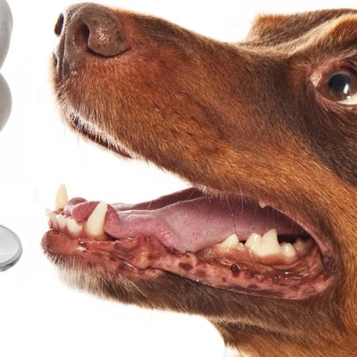 dental-health-month-all-about-your-pets-next-dental-check-up-banner