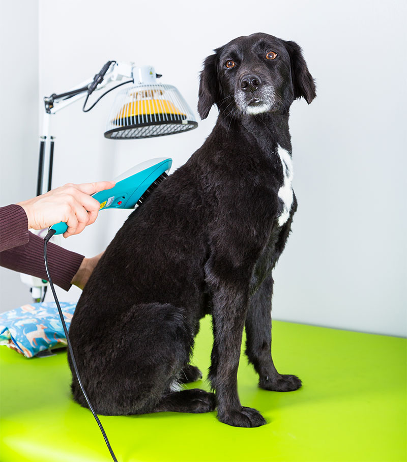 improving-your-pets-quality-of-life-could-my-pet-benefit-from-shock-wave-therapy-strip2