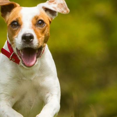 top-10-activities-to-keep-your-pup-active-this-spring-banner