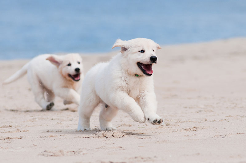 top-10-activities-to-keep-your-pup-active-this-spring-strip4