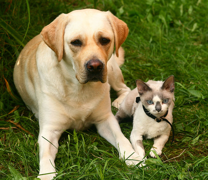 understanding-and-treating-allergies-in-pets-strip1