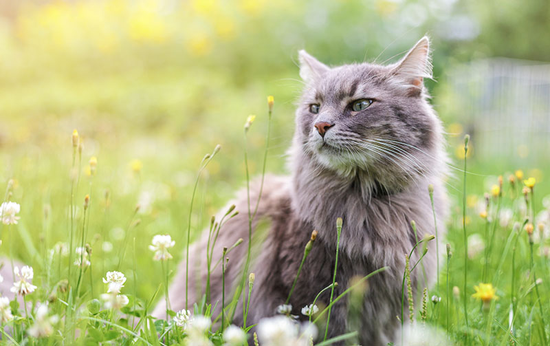 understanding-and-treating-allergies-in-pets-strip3
