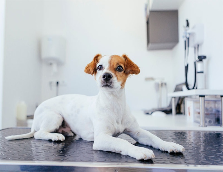 Veterinary Appreciation Day 5 Ways You Can Show Your Veterinary Team