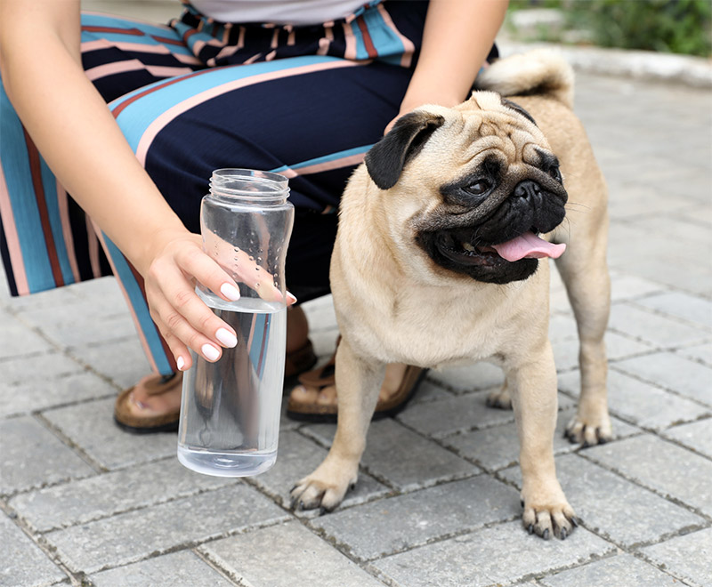 how-to-tell-if-your-pet-is-overheated-and-what-to-do-about-it-strip1