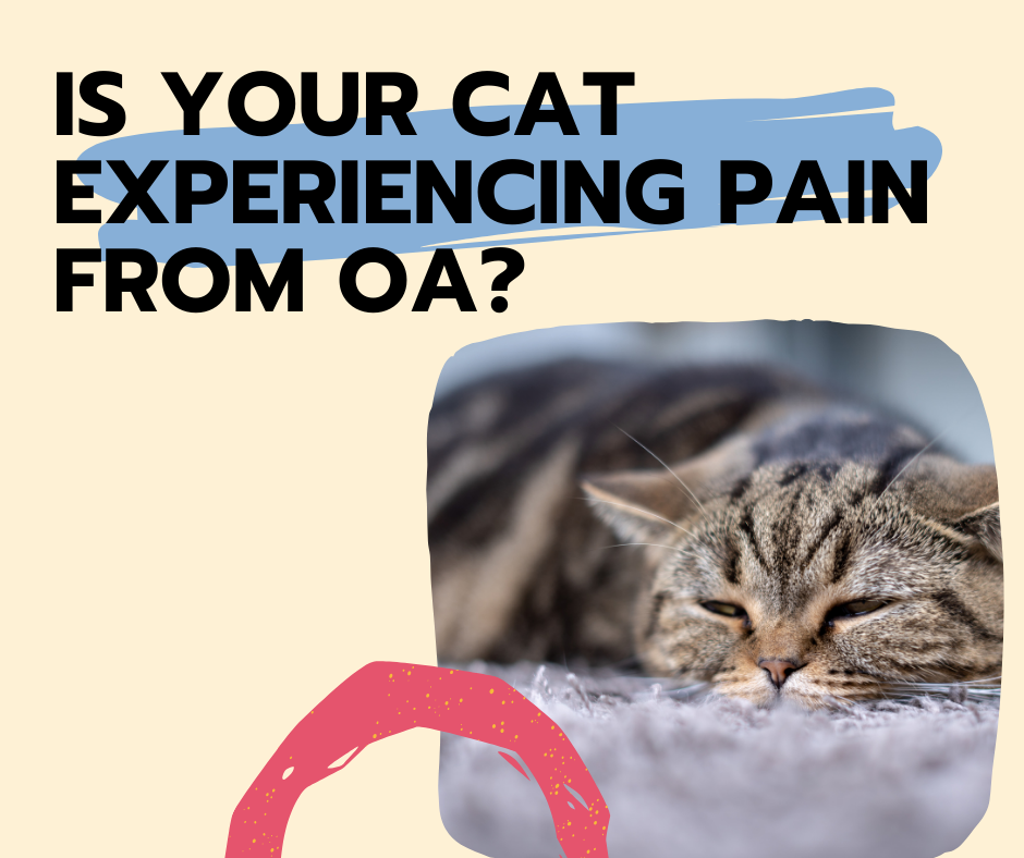 Is Your Cat Experiencing Pain From OA?