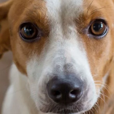 Brown and white dog staring