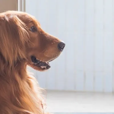 Dog looking outside through window
