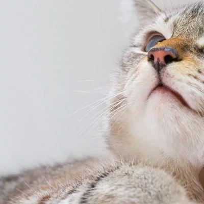 Curious cat looking up at something