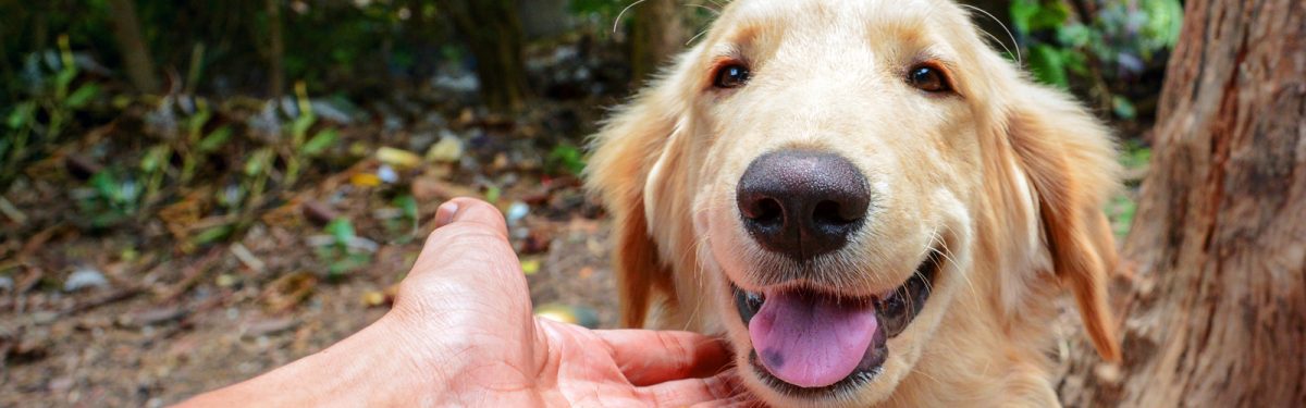 Golden retriever receiving affection outdoors