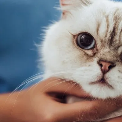 Hand holding a curious white cat