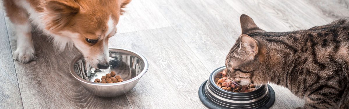 Dog and cat eating together