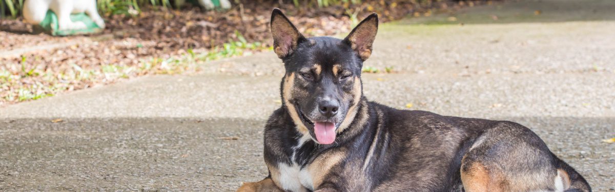 Content dog enjoying sunny day