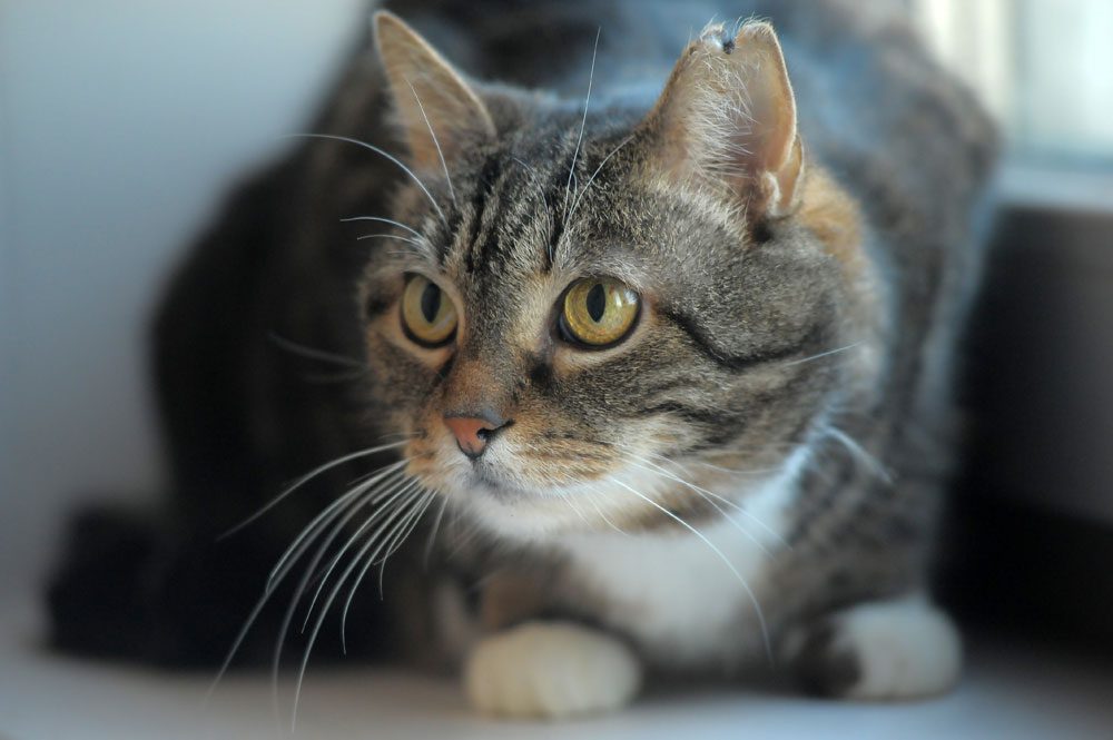A blue and green abstract geometric pattern with sharp diagonal divisions.