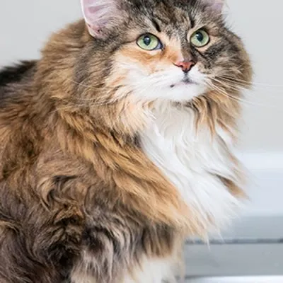 Brown and white fluffy feline