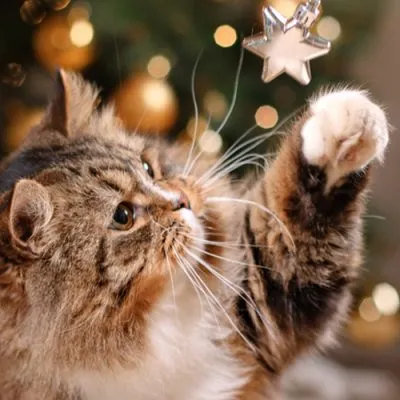 Fluffy cat reaching for decoration