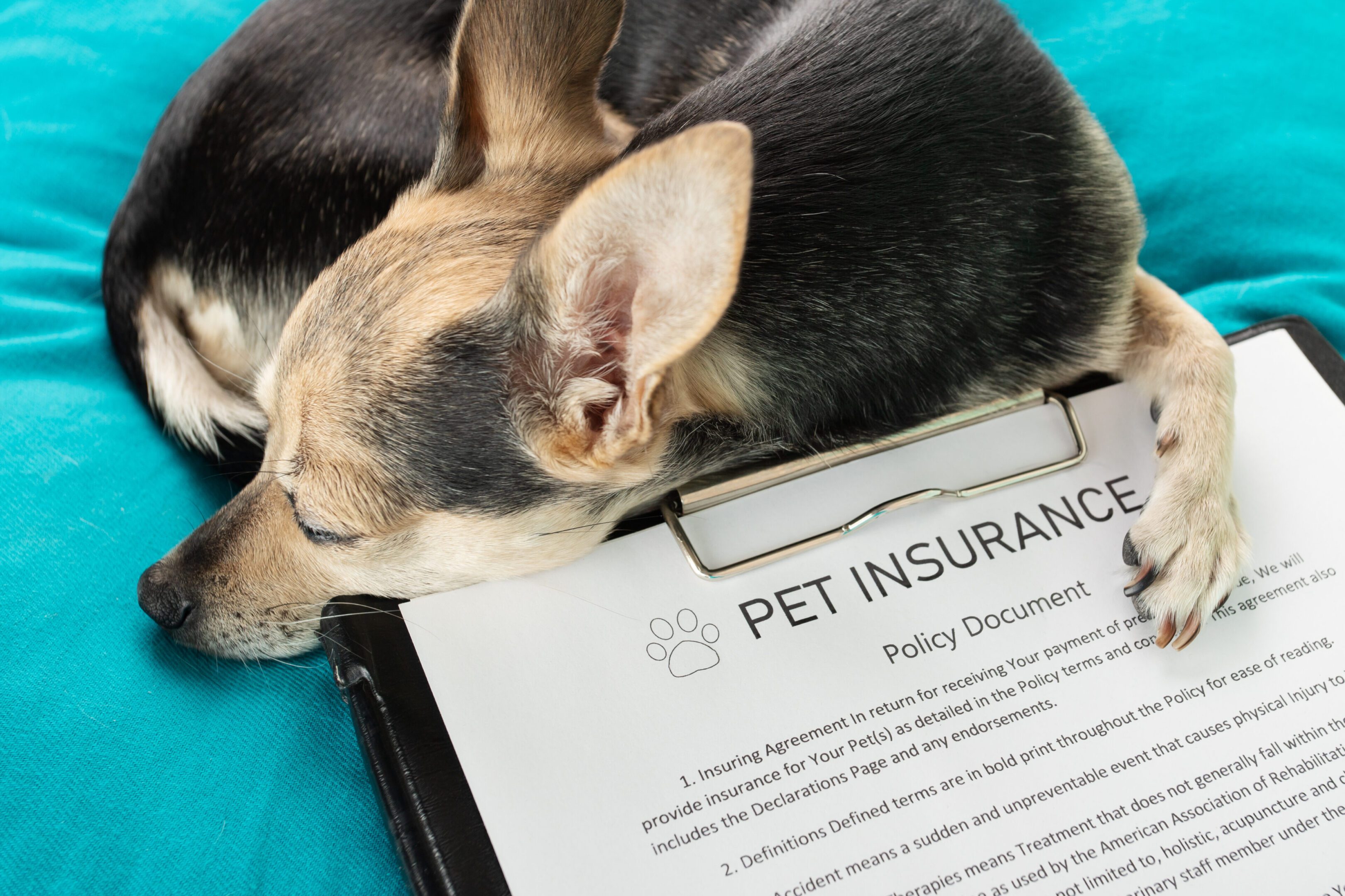 Pet insurance form under sleeping dog