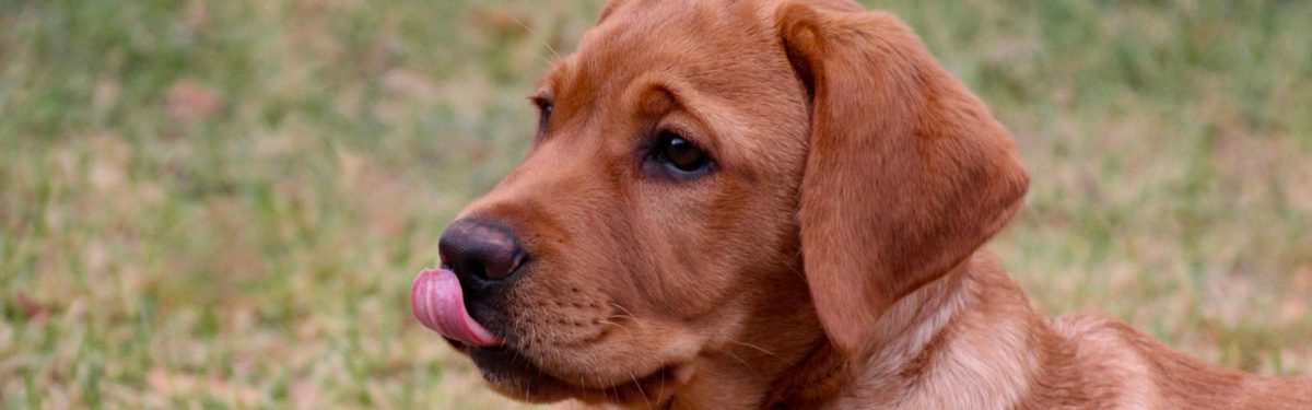 Cute puppy outdoors on grass