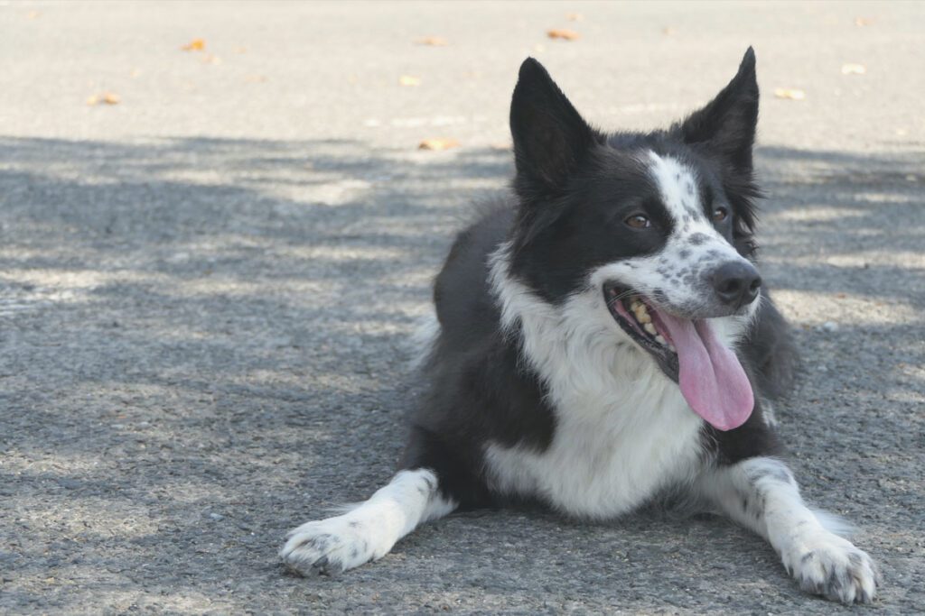 A blue and green abstract geometric pattern with sharp diagonal divisions.
