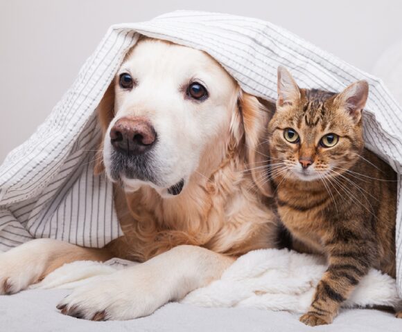 Pet friends sharing warmth