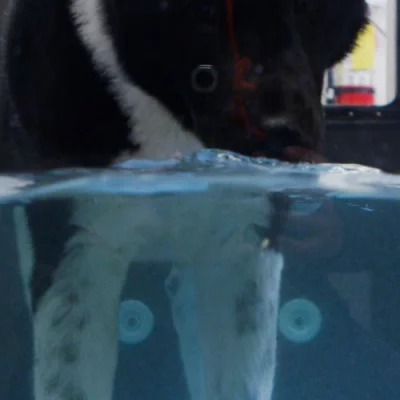 Dog swimming in tank