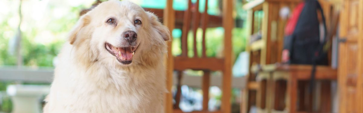 Cheerful dog with fluffy fur indoors