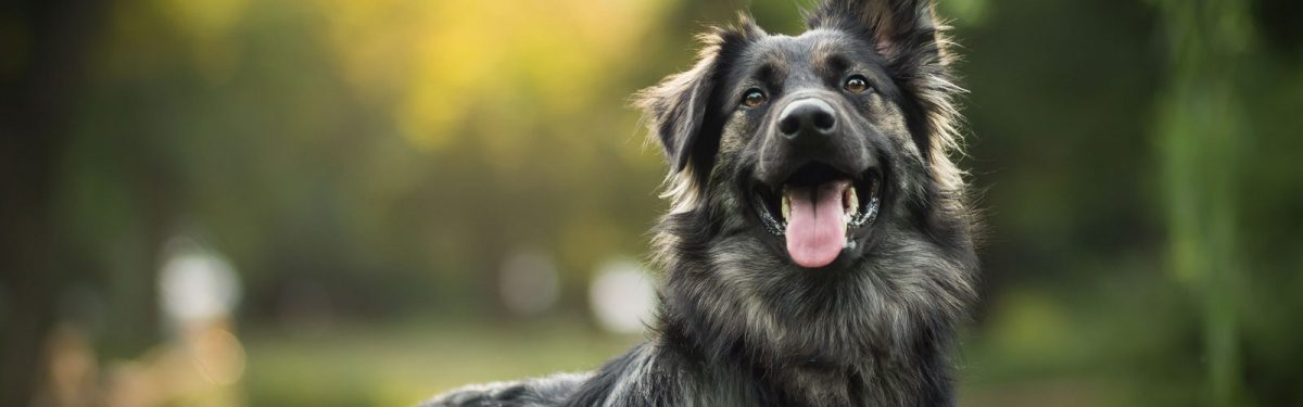 Happy dog in a sunny park