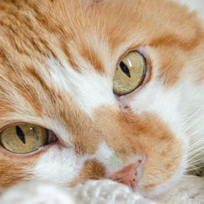 Cat with amber eyes close-up view