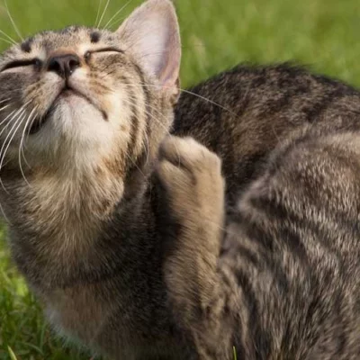 Tabby cat enjoying an itch