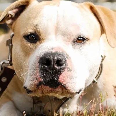 Dog with leather collar in the sun