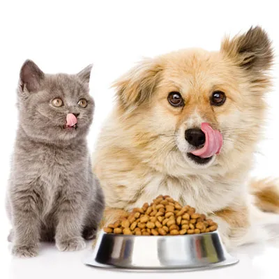 Kitten and dog with food bowl