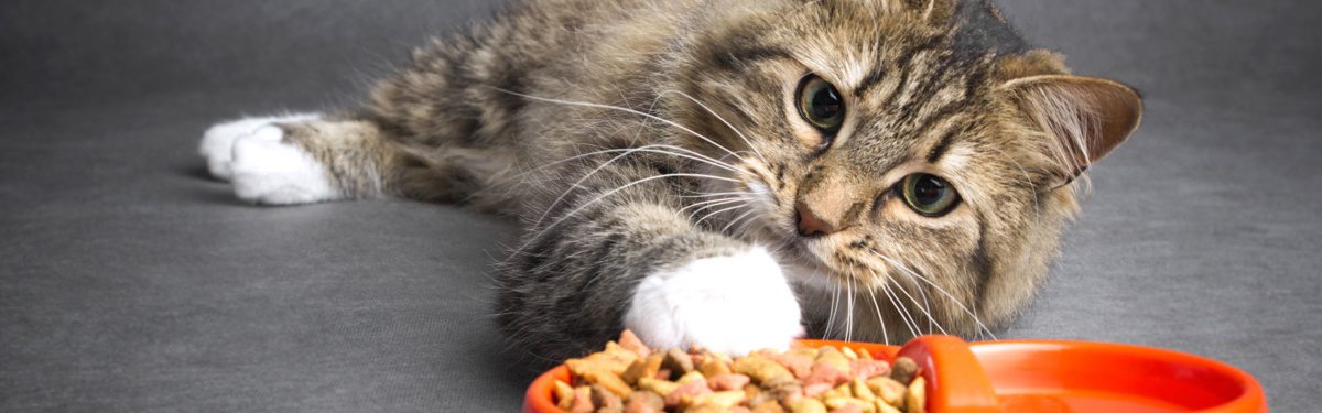 Cat reaching for food in orange bowl