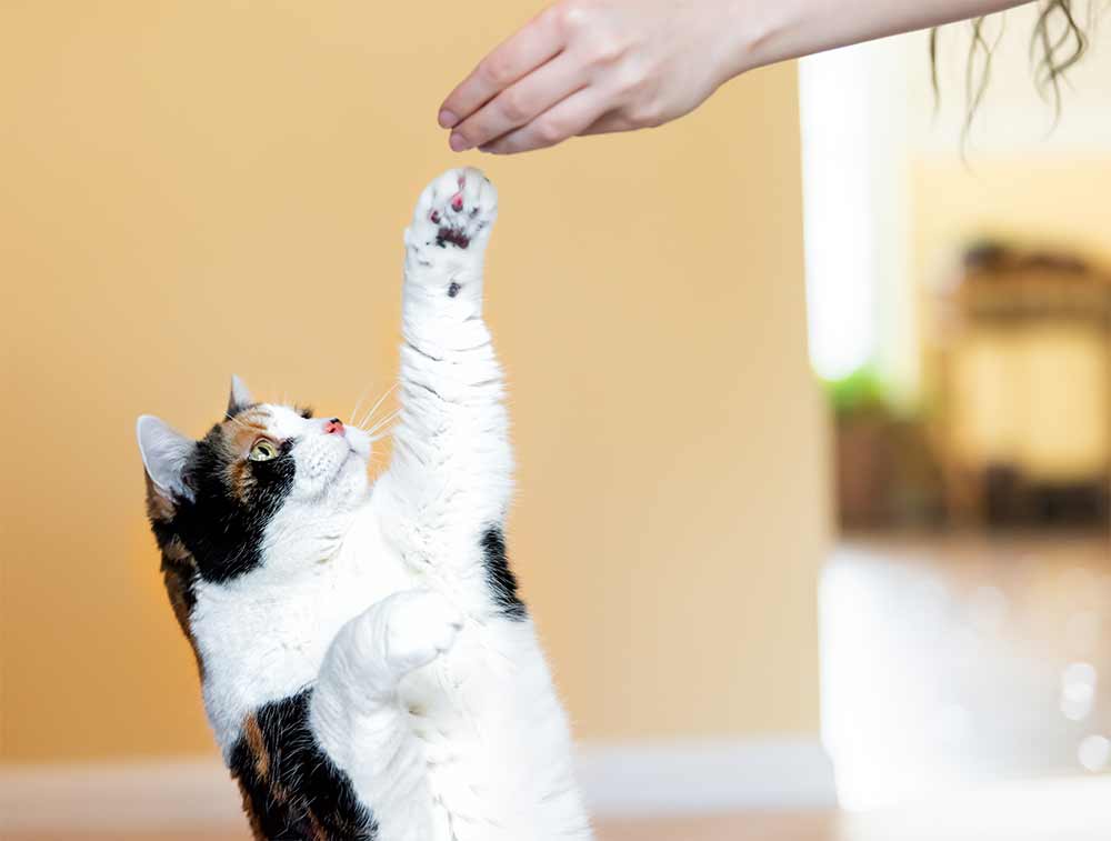 A blue and green abstract geometric pattern with sharp diagonal divisions.