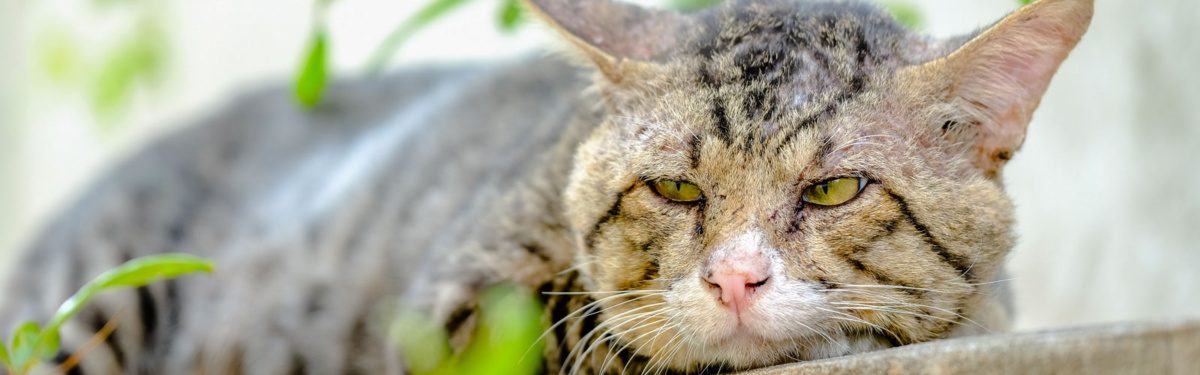 Striped cat with green eyes resting