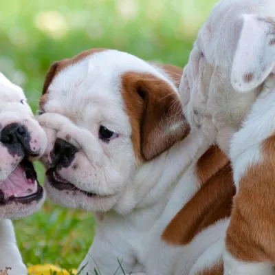 Cute bulldog puppies playing together