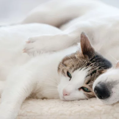 Peaceful nap time for cat and dog