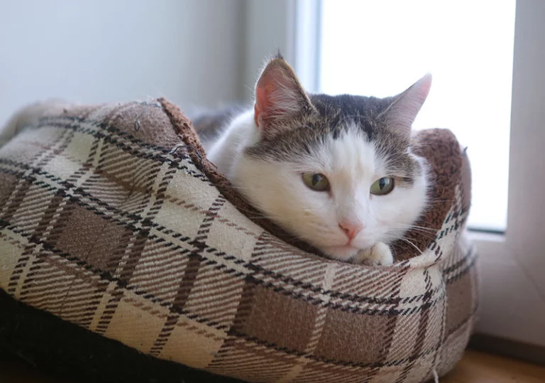 A blue and green abstract geometric pattern with sharp diagonal divisions.