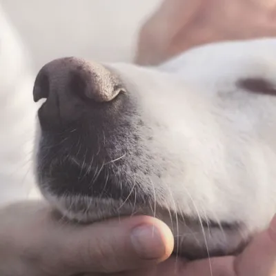 Relaxed dog enjoying affection