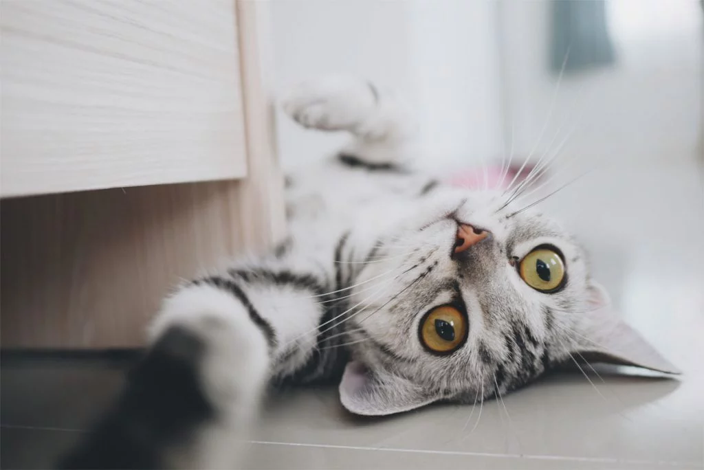 A blue and green abstract geometric pattern with sharp diagonal divisions.